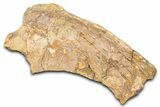 Hadrosaur (Edmontosaurus) Rib Section - Wyoming #381180-1